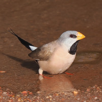 Long-tailed Finch